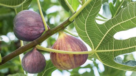 figtree tobacconist  And seeing a fig tree—(In Mt 21:19, it is "one fig tree," but the sense is the same as here, "a certain fig tree," as in Mt 8:19, &c